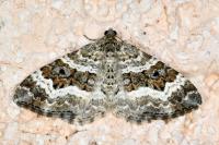 Epirrhoe alternata