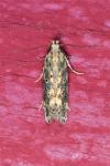 Scrobipalpa ocellatella