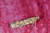 Scrobipalpa ocellatella
