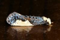 Monopis monachella