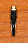 Monopis monachella