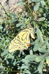 Papilio machaon