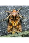 Chrysodeixis chalcites