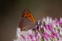 Lycaena phlaeas