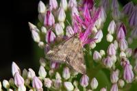 Pyrausta despicata