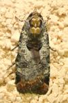 Epilecta linogrisea
