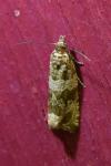 Celypha cespitana