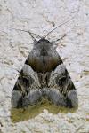 Catocala fulminea