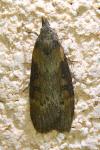 Lamoria anella