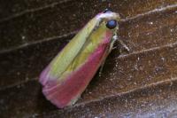 Oncocera semirubella