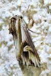 Actinotia polyodon