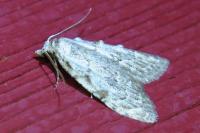 Nola confusalis