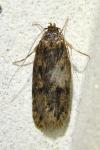 Hofmannophila pseudospretella