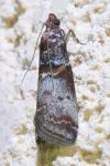 Acrobasis advenella