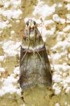 Acrobasis tumidana