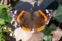 Vanessa atalanta