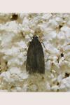 Homaloxestis briantiella