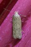 Bryotropha terrella