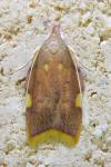 Carcina quercana