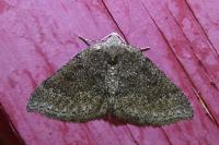Aleucis distinctata