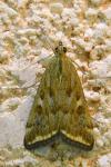 Loxostege sticticalis