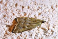 Loxostege sticticalis