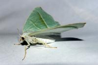 Campaea margaritaria