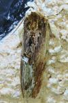 Ptilodon cucullina