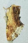 Ptilodon cucullina