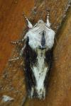 Egira conspicillaris
