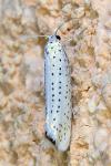 Yponomeuta evonymella
