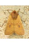 Cirrhia gilvago