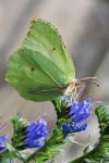 Gonepteryx rhamni
