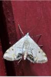 Cataclysta lemnata