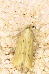 Ematheudes punctella