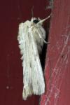 Apamea lithoxylaea