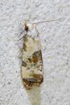 Cochylis hybridella