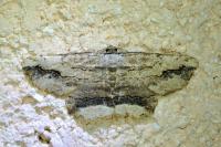 Menophra abruptaria