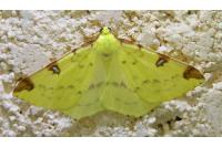Opisthograptis luteolata