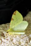 Opisthograptis luteolata