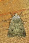 Leptologia lota