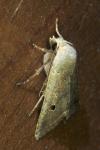 Leptologia lota
