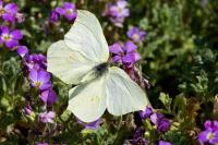 Gonepteryx rhamni
