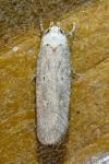 Platyedra subcinerea