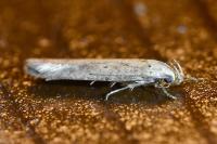 Platyedra subcinerea