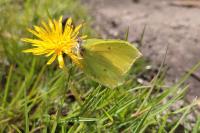 Gonepteryx rhamni
