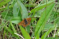 Euphydryas aurinia