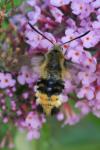 Hemaris tityus