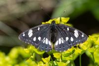 Limenitis reducta