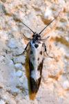 Ethmia quadrillella